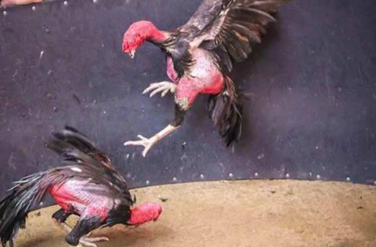 Đá Gà Asil Shbet Trò Chơi Đá Gà Đỉnh Cao Hâp Dẫn Mọi Thời Đại 2 Điểm nổi bật của gà Asil: