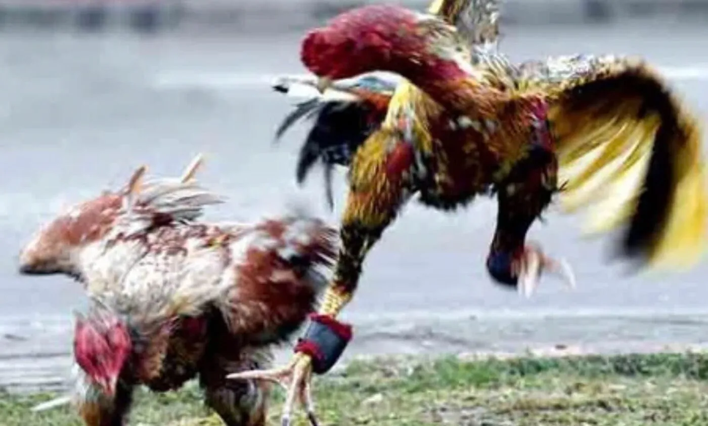 Đá Gà Asil Shbet Trò Chơi Đá Gà Đỉnh Cao Hâp Dẫn Mọi Thời Đại 3 Mẹo đặt cược thắng lớn khi xem Đá Gà Asil Shbet