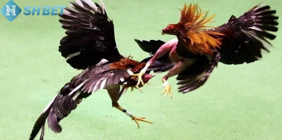 Đá Gà Shbet 2 Đặc điểm cơ bản của sản phẩm Đá Gà Shbet