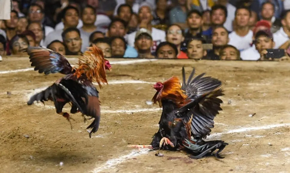 Đá Gà Philippines Shbet Cổng Game Cá Cược Đá Gà Hay Nhất Mọi Thời Đại 4 Ưu điểm chỉ có ở Đá Gà Philippines Shbet