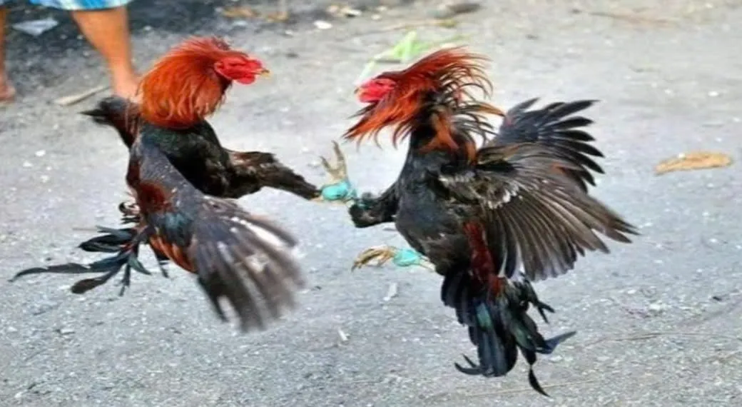 Đá Gà Shamo Shbet Trò Chơi Cá Cược Đá Gà Hay Nhất Mọi Thời Đại 4 Sử dụng các loại hạt như ngô, lúa mì làm thực phẩm chính cho Đá Gà Shamo Shbet