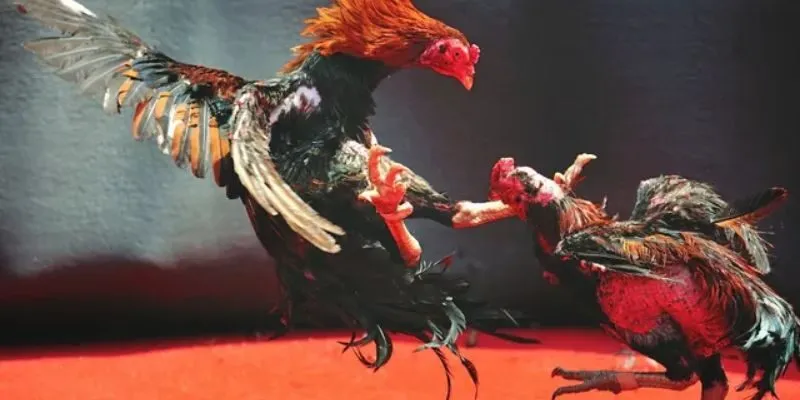 Đá Gà Thomo Shbet Cổng Game Cá Cược Đá Gà Hay Nhất Mọi Thời Đại 3 Đa dạng trận đá kê Thomo