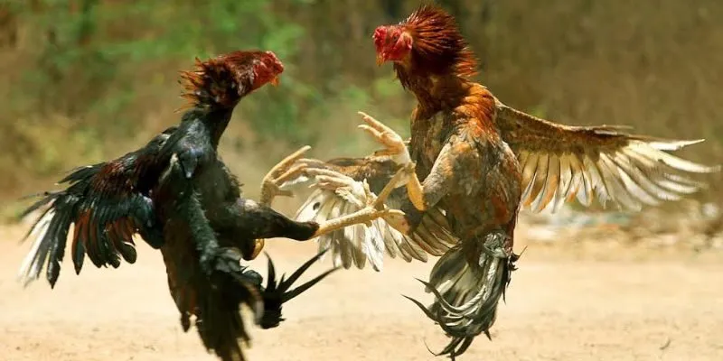 Đá Gà Thomo Shbet Cổng Game Cá Cược Đá Gà Hay Nhất Mọi Thời Đại 4 Cách phân định thắng thua Đá Gà Thomo Shbet