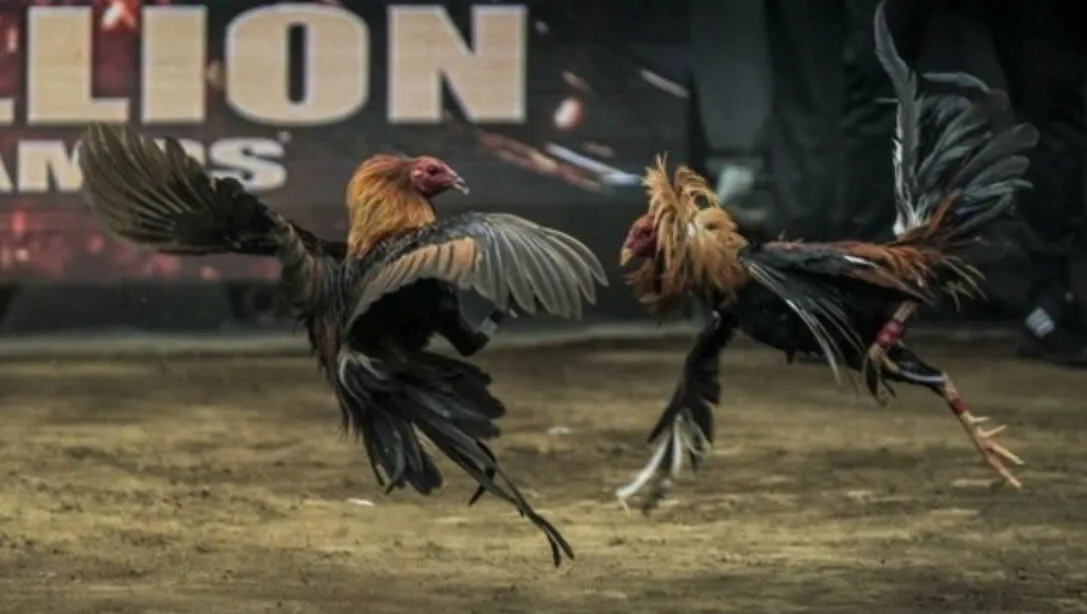 Đá Gà Trực Tiếp Shbet Cổng Game Cá Cược Hay Nhất Mọi Thời Đại Năm 2025 3 Những Giống Gà Đá ưa Chuộng